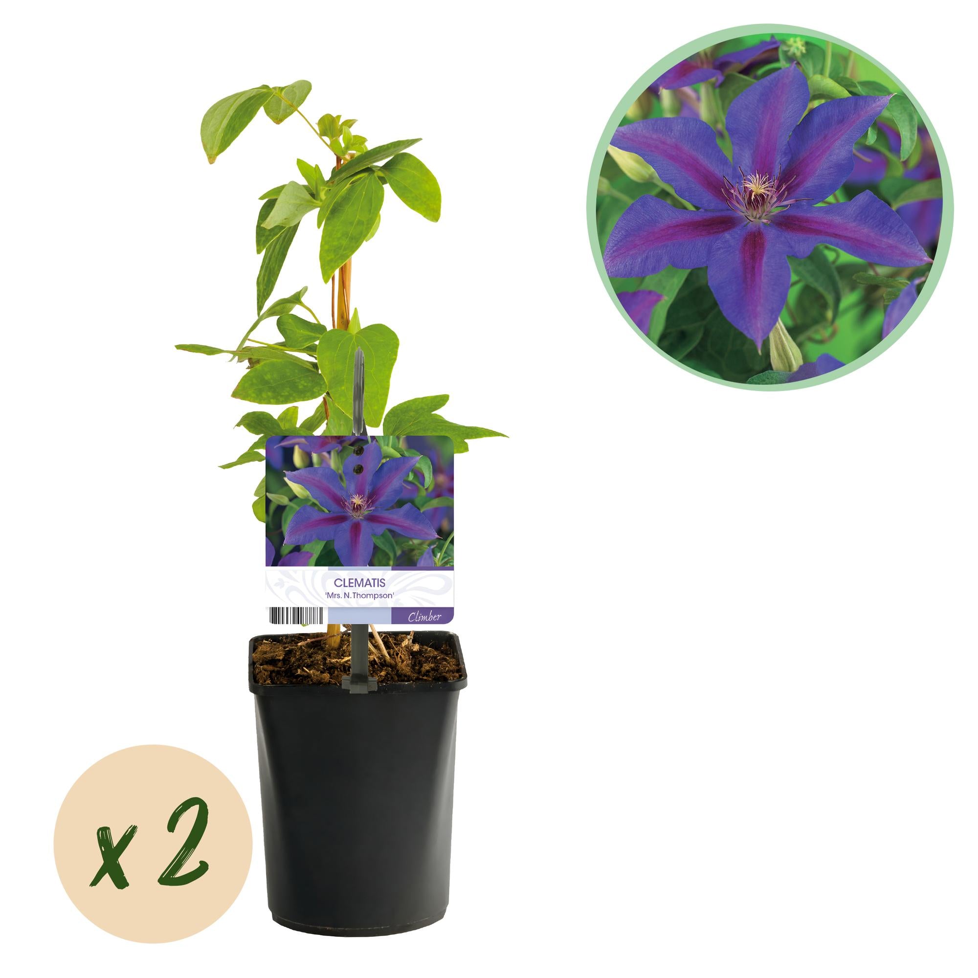 Green boutiQ - Klimplant - Clematis Mrs. N. Thompson - Bloem Roze - Weinig onderhoud -2 planten - Pot 11cm Hoogte 40cm 1 Green boutiQ - Klimplant - Clematis Mrs. N. Thompson - Bloem Roze - Weinig onderhoud -2 planten - Pot 11cm Hoogte 40cm