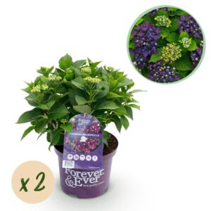 Droogbloemen - Dried Mono Mix - White - ↕50cm 2 Green boutiQ - Terrasplant - Hortensia - Hydrangea Forever & Ever - Paars - 7-12 Bloemen - 2 Planten - Pot 23cm Hoogte 55cm
