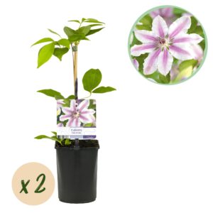 Kunstbloemen - Boeket XL - Electric Love - 90cm 2 Green boutiQ - Klimplant - Clematis Nelly Moser - Bloem Roze - Weinig onderhoud -2 planten - Pot 11cm Hoogte 40cm