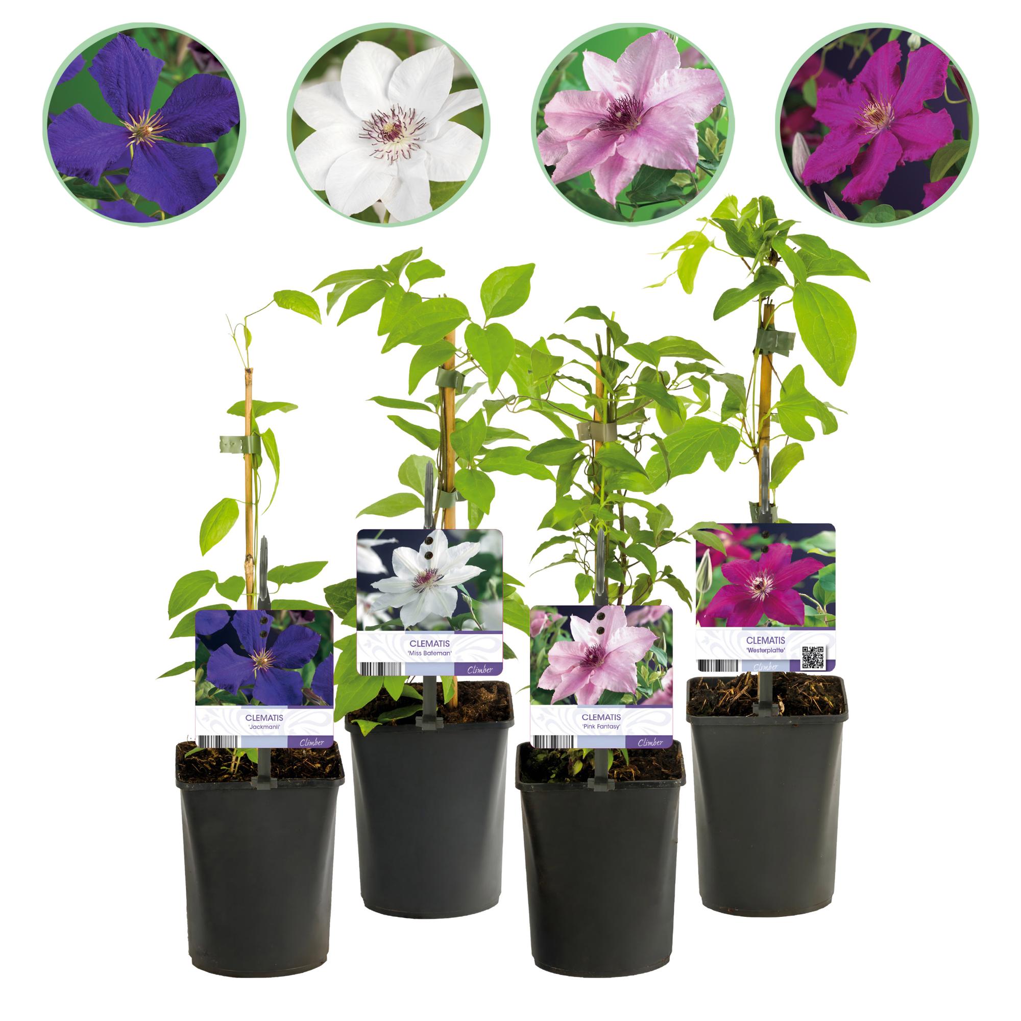 Green boutiQ - Klimplant - Clematis Rainbow - Bloem Roze Wit Paars Rood - Weinig onderhoud - 4 planten - Pot 11cm Hoogte 40cm 1 Green boutiQ - Klimplant - Clematis Rainbow - Bloem Roze Wit Paars Rood - Weinig onderhoud - 4 planten - Pot 11cm Hoogte 40cm