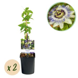 Kunstbloemen - Boeket XL - Electric Love - 90cm 2 Green boutiQ - Passiebloem - Passiflora caerulea - Bloem Blauw met Groen Wit - Weinig onderhoud - 2 planten - Pot 11cm Hoogte 40cm