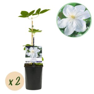 Droogbloemen - Market More - Multi - ↕50cm 2 Green boutiQ - Klimplant - Clematis Madame Le Coultre - bloem wit - Weinig onderhoud -2 planten - Pot 11cm Hoogte 40cm