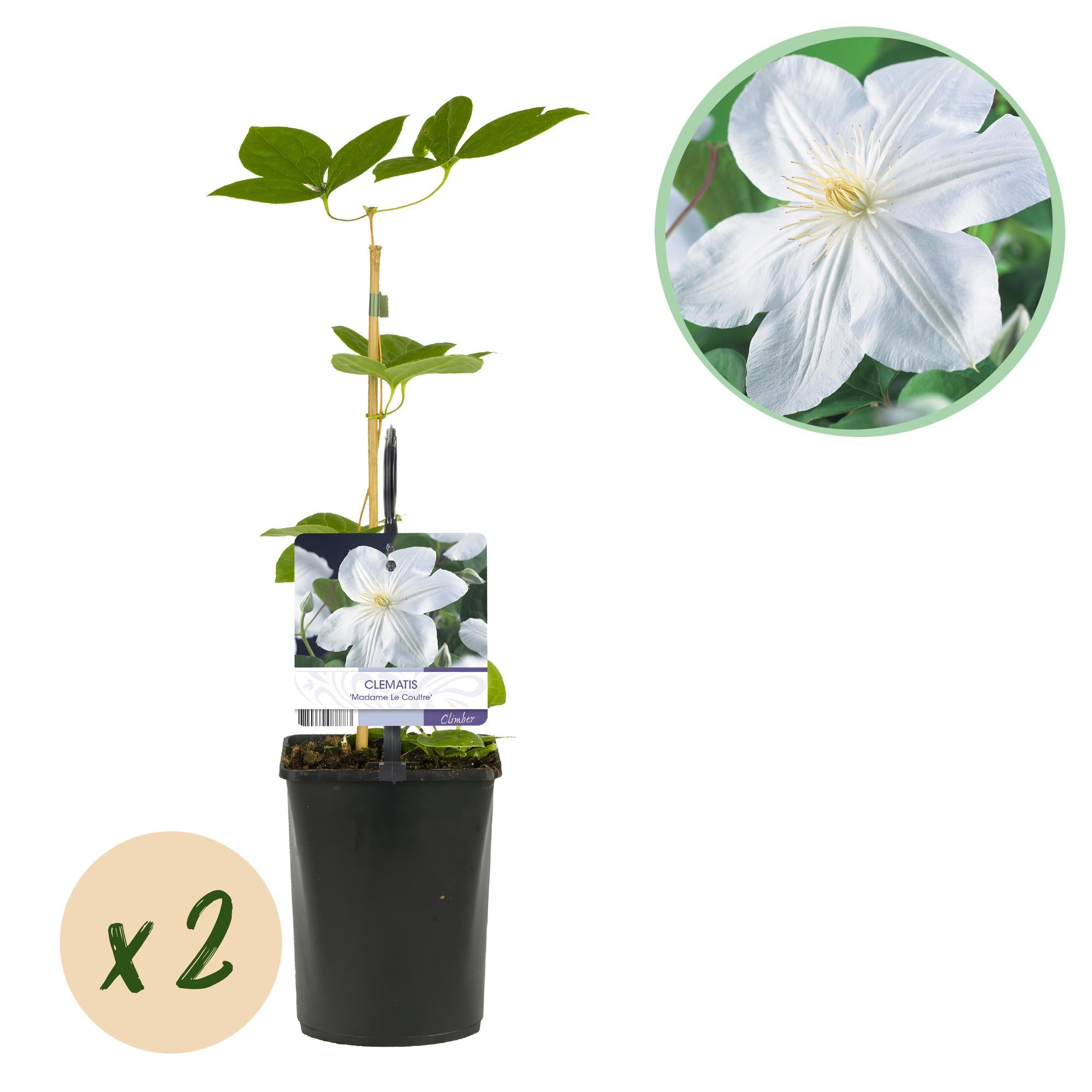 Green boutiQ - Klimplant - Clematis Madame Le Coultre - bloem wit - Weinig onderhoud -2 planten - Pot 11cm Hoogte 40cm 1 Green boutiQ - Klimplant - Clematis Madame Le Coultre - bloem wit - Weinig onderhoud -2 planten - Pot 11cm Hoogte 40cm