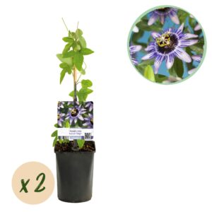 Green boutiQ - Passiebloem - Passiflora Damsels Delight - Bloem Paars met Wit - Weinig onderhoud - 2 planten - Pot 11cm Hoogte 40cm
