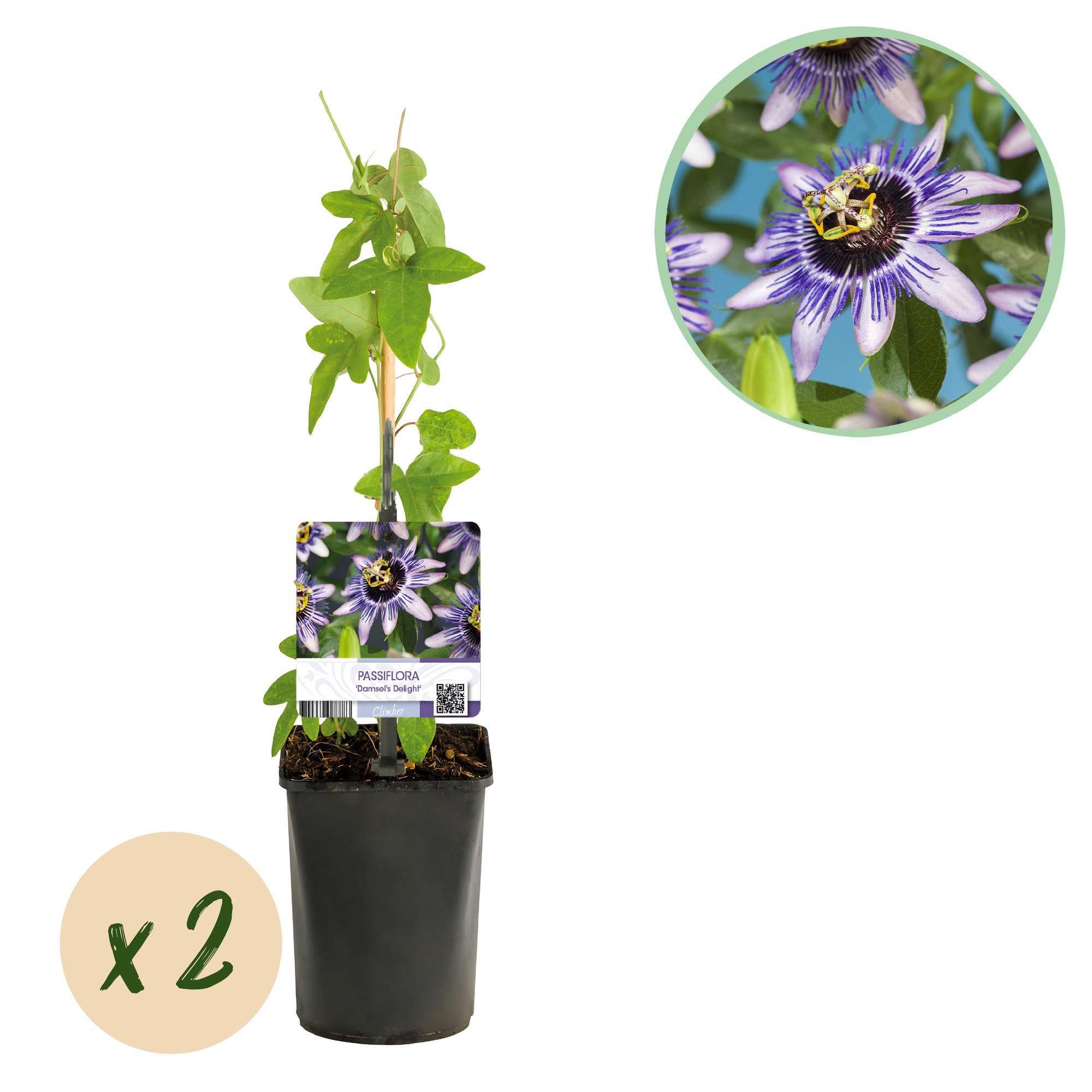 Green boutiQ - Passiebloem - Passiflora Damsels Delight - Bloem Paars met Wit - Weinig onderhoud - 2 planten - Pot 11cm Hoogte 40cm 1 Green boutiQ - Passiebloem - Passiflora Damsels Delight - Bloem Paars met Wit - Weinig onderhoud - 2 planten - Pot 11cm Hoogte 40cm