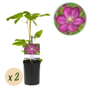 Kunstbloemen Solo - White - Hydrangea Flower - x 8 - 52 cm 2 Green boutiQ - Klimplant - Clematis Ville de Lyon - Bloem Roze - Weinig onderhoud -2 planten - Pot 11cm Hoogte 40cm