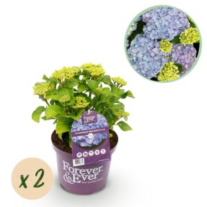 Droogbloemen Field Bouquet Multi - Ø25cm - ↕60cm - Ø25 - ↨60cm 4 Green boutiQ - Terrasplant - Hortensia - Hydrangea Forever & Ever - Blauw - 7-12 Bloemen - 2 Planten - Pot 23cm Hoogte 55cm