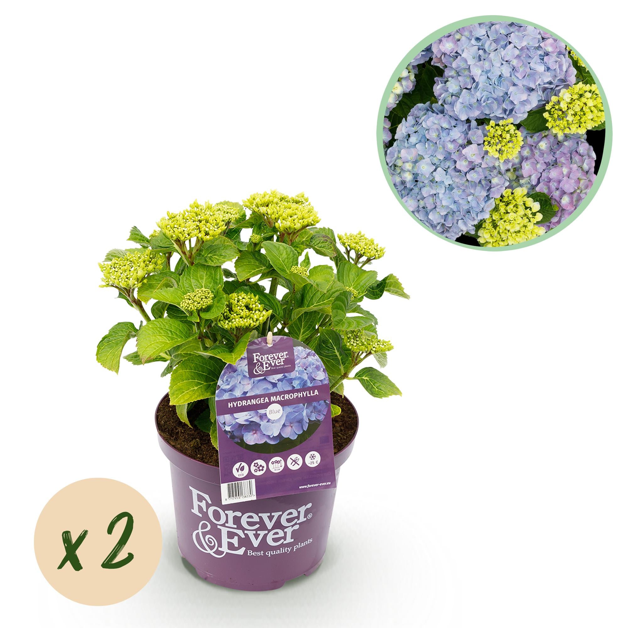 Green boutiQ - Terrasplant - Hortensia - Hydrangea Forever & Ever - Blauw - 7-12 Bloemen - 2 Planten - Pot 23cm Hoogte 55cm 1 Green boutiQ - Terrasplant - Hortensia - Hydrangea Forever & Ever - Blauw - 7-12 Bloemen - 2 Planten - Pot 23cm Hoogte 55cm