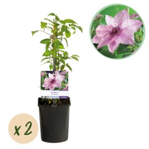 Kunstbloemen Solo - Light Pink - Peonies - x 5 - 65cm 4 Green boutiQ - Klimplant - Clematis Pink Fantasy - Bloem Roze - Weinig onderhoud -2 planten - Pot 11cm Hoogte 40cm