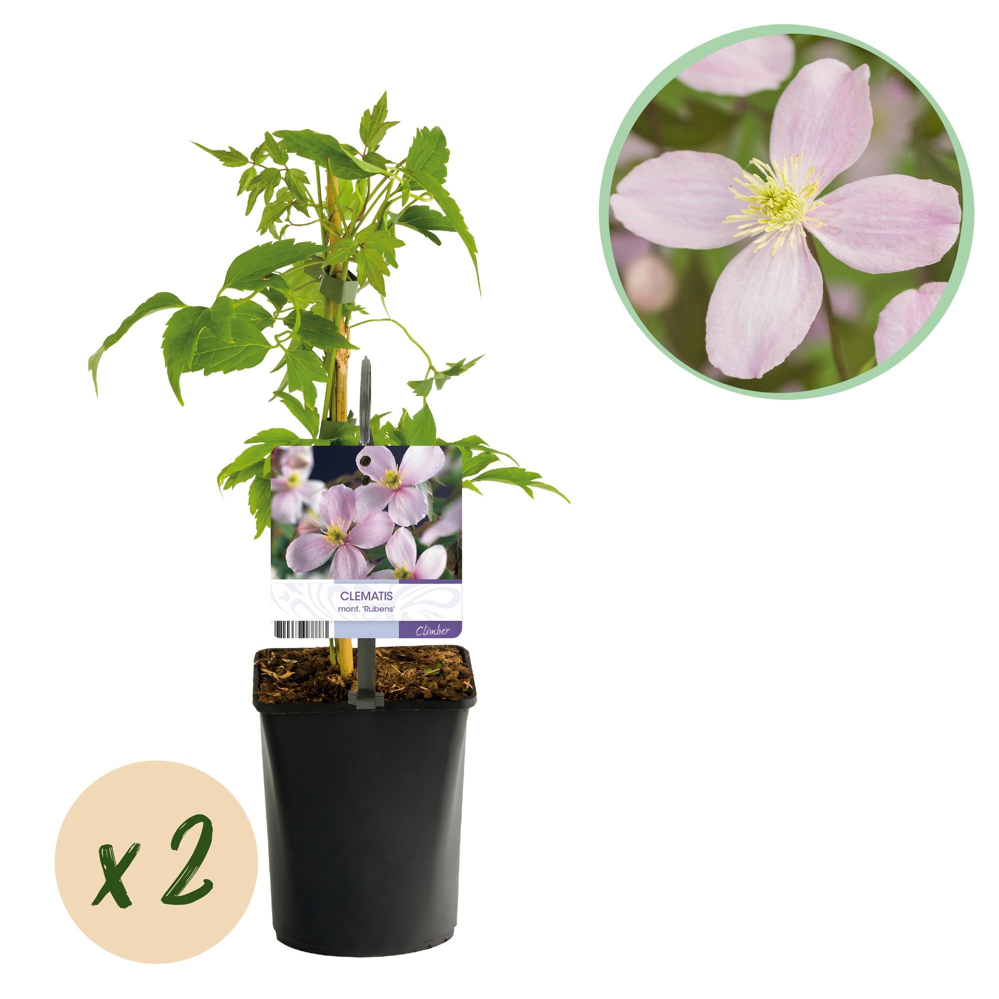 Green boutiQ - Klimplant - Clematis montana Rubens - Bloem Roze - Vroegbloeiend - Weinig onderhoud -2 planten - Pot 11cm Hoogte 40cm 1 Green boutiQ - Klimplant - Clematis montana Rubens - Bloem Roze - Vroegbloeiend - Weinig onderhoud -2 planten - Pot 11cm Hoogte 40cm