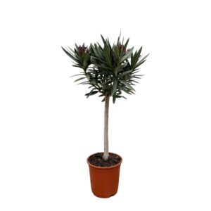Droogbloemen - Wish Bottle Medium - Multi - 6 stuks - ↕15cm 2 Nerium Oleander op stam met witte bloem - 90cm - Ø22