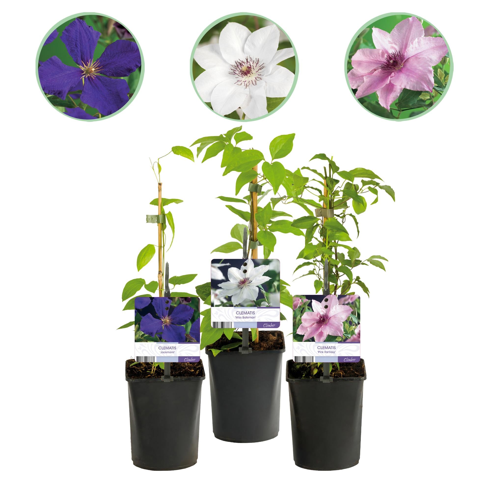 Green boutiQ - Klimplant - Clematis Tricolour - Bloem Roze Wit Paars - Weinig onderhoud - 3 planten - Pot 11cm Hoogte 40cm 1 Green boutiQ - Klimplant - Clematis Tricolour - Bloem Roze Wit Paars - Weinig onderhoud - 3 planten - Pot 11cm Hoogte 40cm