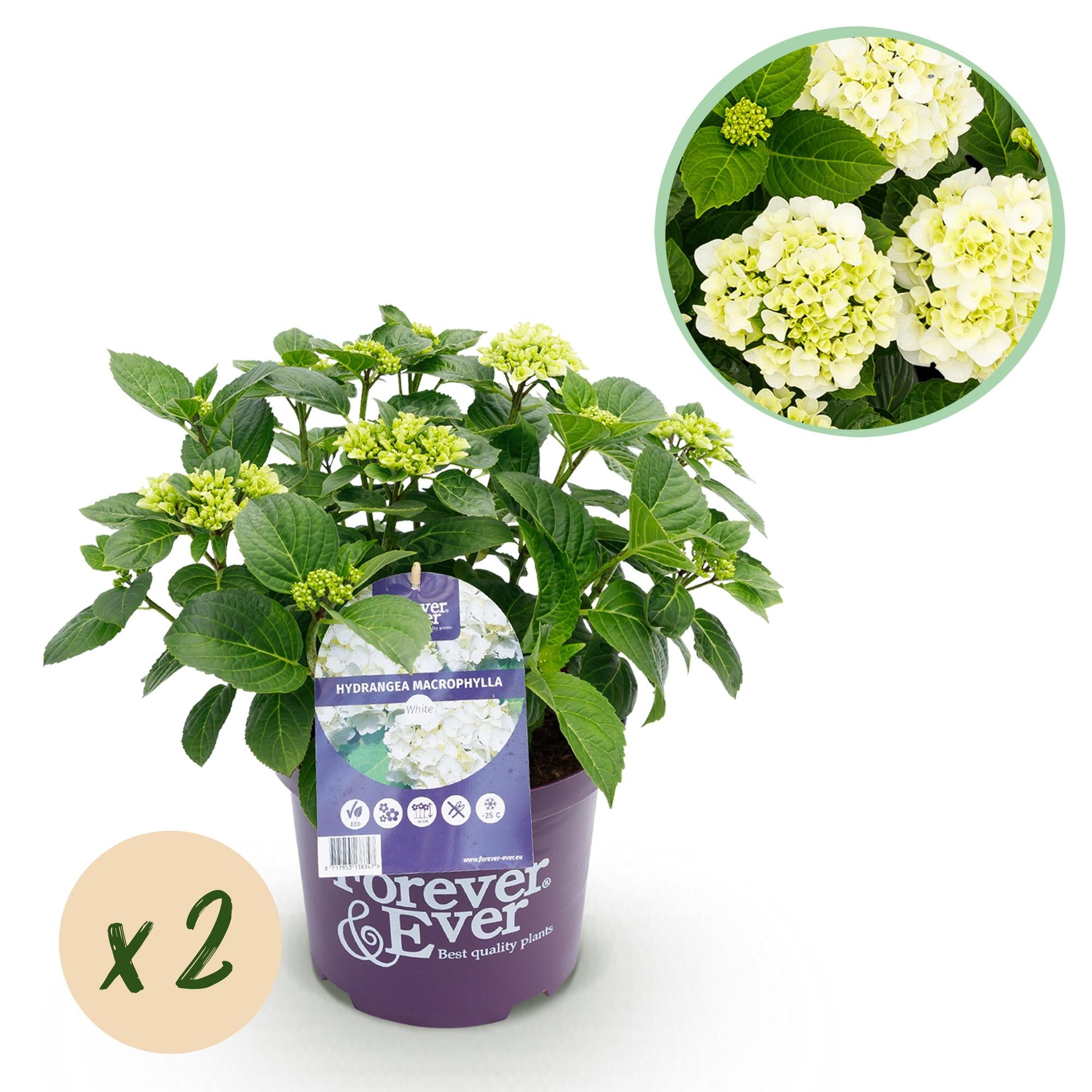 Green boutiQ - Terrasplant - Hortensia - Hydrangea Forever & Ever - Wit - 7-12 Bloemen - 2 Planten - Pot 23cm Hoogte 55cm 1 Green boutiQ - Terrasplant - Hortensia - Hydrangea Forever & Ever - Wit - 7-12 Bloemen - 2 Planten - Pot 23cm Hoogte 55cm