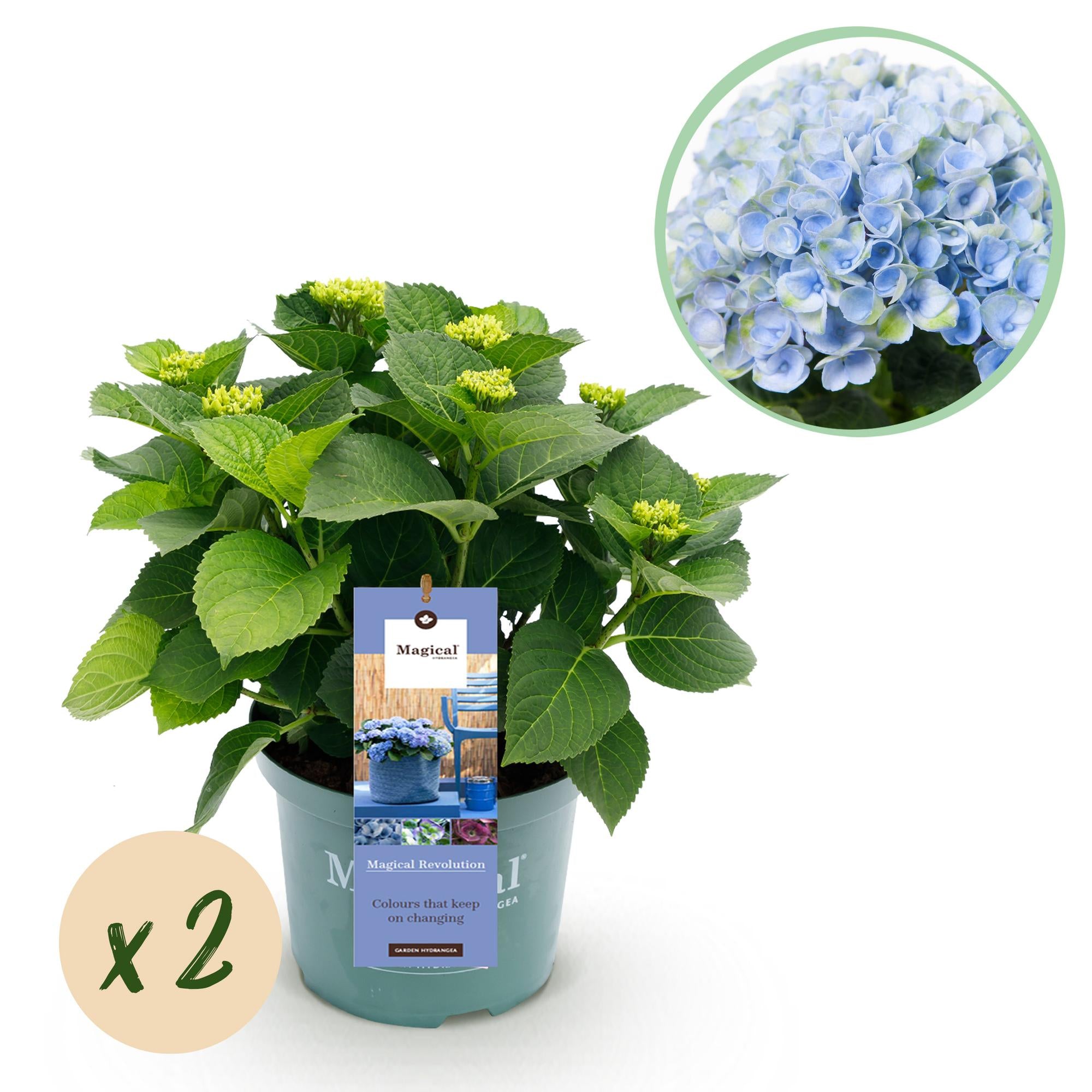 Green boutiQ - Terrasplant - Hortensia - Hydrangea Magical Revolution Blue - Blauw - 6-10 Bloemen - 2 Planten - Pot 23cm Hoogte 55cm 1 Green boutiQ - Terrasplant - Hortensia - Hydrangea Magical Revolution Blue - Blauw - 6-10 Bloemen - 2 Planten - Pot 23cm Hoogte 55cm