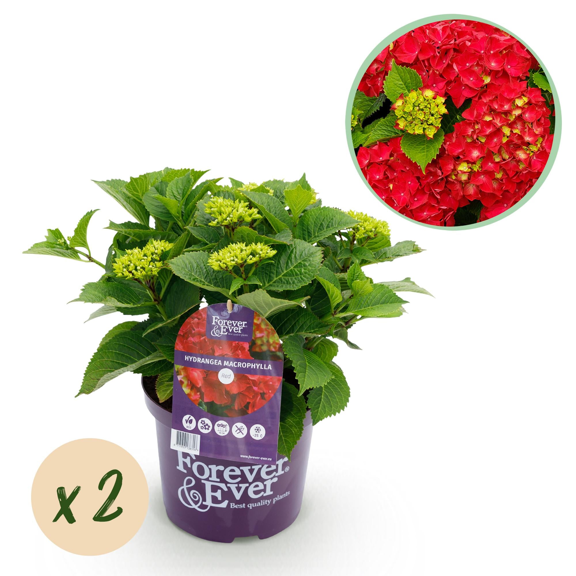Green boutiQ - Terrasplant - Hortensia - Hydrangea Forever & Ever - Rood - 7-12 Bloemen - 2 Planten - Pot 23cm Hoogte 55cm 1 Green boutiQ - Terrasplant - Hortensia - Hydrangea Forever & Ever - Rood - 7-12 Bloemen - 2 Planten - Pot 23cm Hoogte 55cm