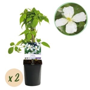 Kunstbloemen Solo - White - Hydrangea Flower - x 8 - 52 cm 4 Green boutiQ - Klimplant - Clematis montana Grandiflora - Bloem Wit - Vroegbloeiend - Weinig onderhoud -2 planten - Pot 11cm Hoogte 40cm