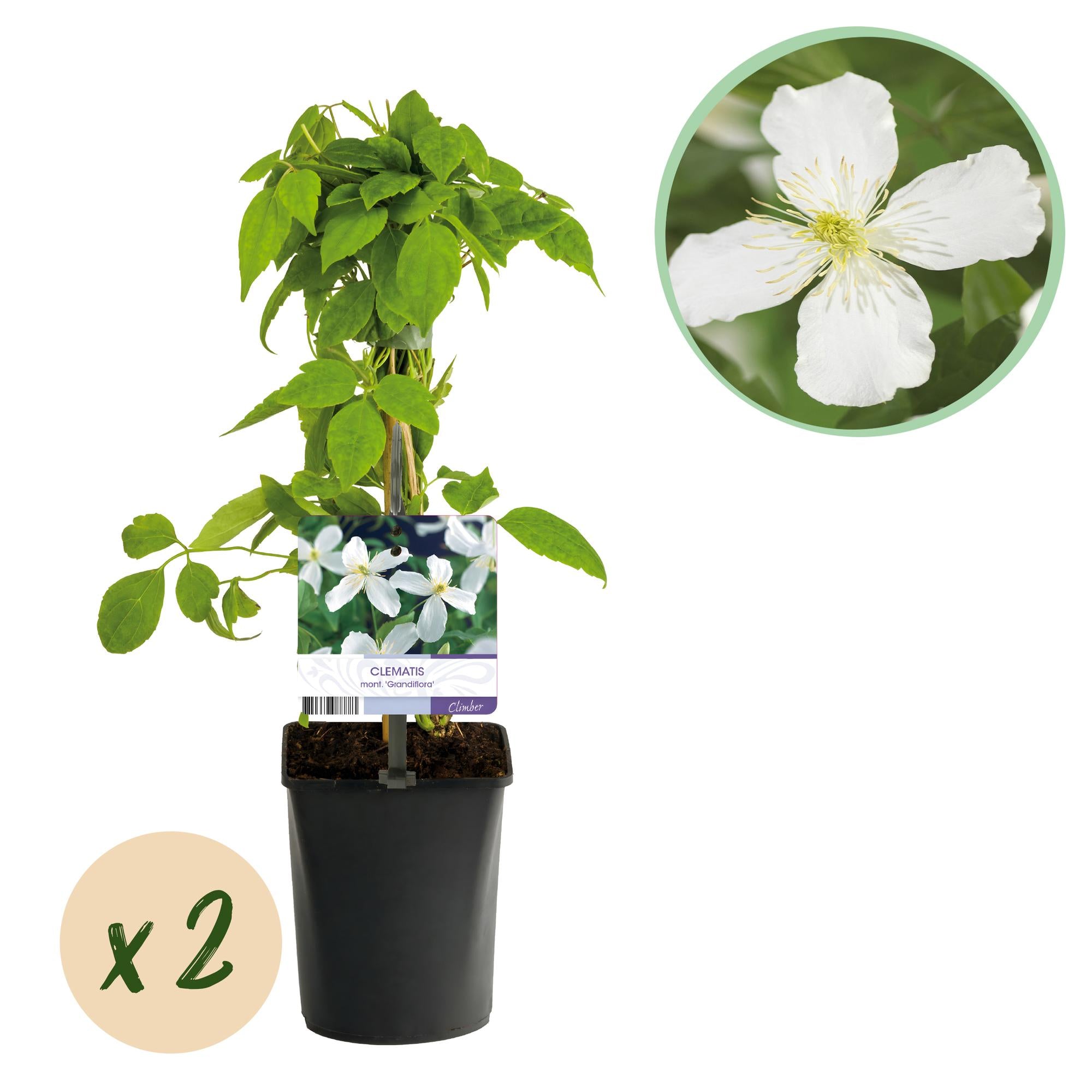 Green boutiQ - Klimplant - Clematis montana Grandiflora - Bloem Wit - Vroegbloeiend - Weinig onderhoud -2 planten - Pot 11cm Hoogte 40cm 1 Green boutiQ - Klimplant - Clematis montana Grandiflora - Bloem Wit - Vroegbloeiend - Weinig onderhoud -2 planten - Pot 11cm Hoogte 40cm