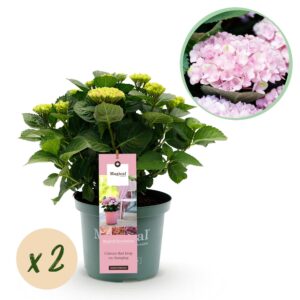 Kunstbloemen - Boeket XL - Electric Love - 90cm 4 Green boutiQ - Terrasplant - Hortensia - Hydrangea Magical Revolution Pink - Pink - 6-10 Bloemen - 2 Planten - Pot 23cm Hoogte 55cm