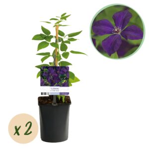 Kunstbloemen Solo - Dark Pink - Peonies - x 5 - 65cm 3 Green boutiQ - Klimplant - Clematis vit. Polish Spirit - Bloem Roze - Weinig onderhoud -2 planten - Pot 11cm Hoogte 40cm