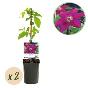 Kunstbloemen Solo - Light Pink - Peonies - x 5 - 65cm 2 Green boutiQ - Klimplant - Clematis Westerplatte - Bloem Rood - Weinig onderhoud -2 planten - Pot 11cm Hoogte 40cm