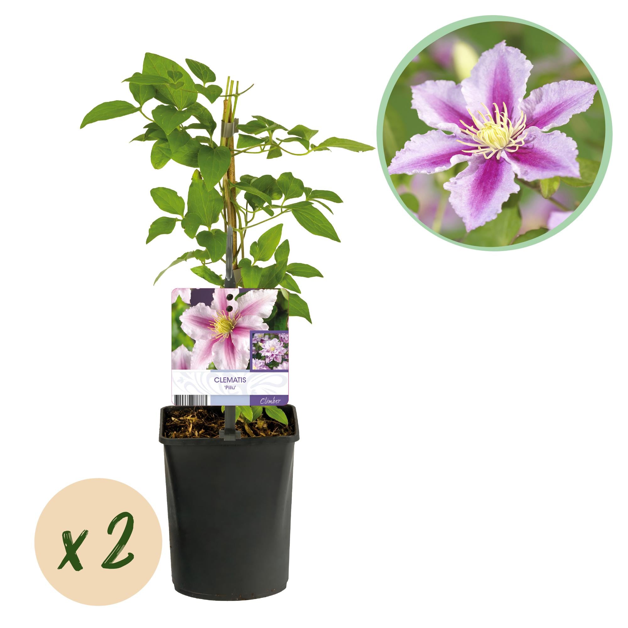 Green boutiQ - Klimplant - Clematis Piilu - Bloem Roze - Weinig onderhoud -2 planten - Pot 11cm Hoogte 40cm 1 Green boutiQ - Klimplant - Clematis Piilu - Bloem Roze - Weinig onderhoud -2 planten - Pot 11cm Hoogte 40cm