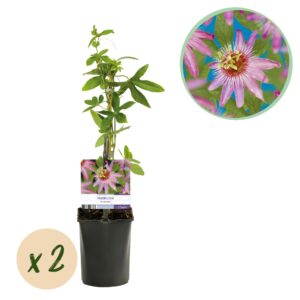 Green boutiQ - Passiebloem - Passiflora Anastasia - Bloem Roze - Weinig onderhoud - 2 planten - Pot 11cm Hoogte 40cm