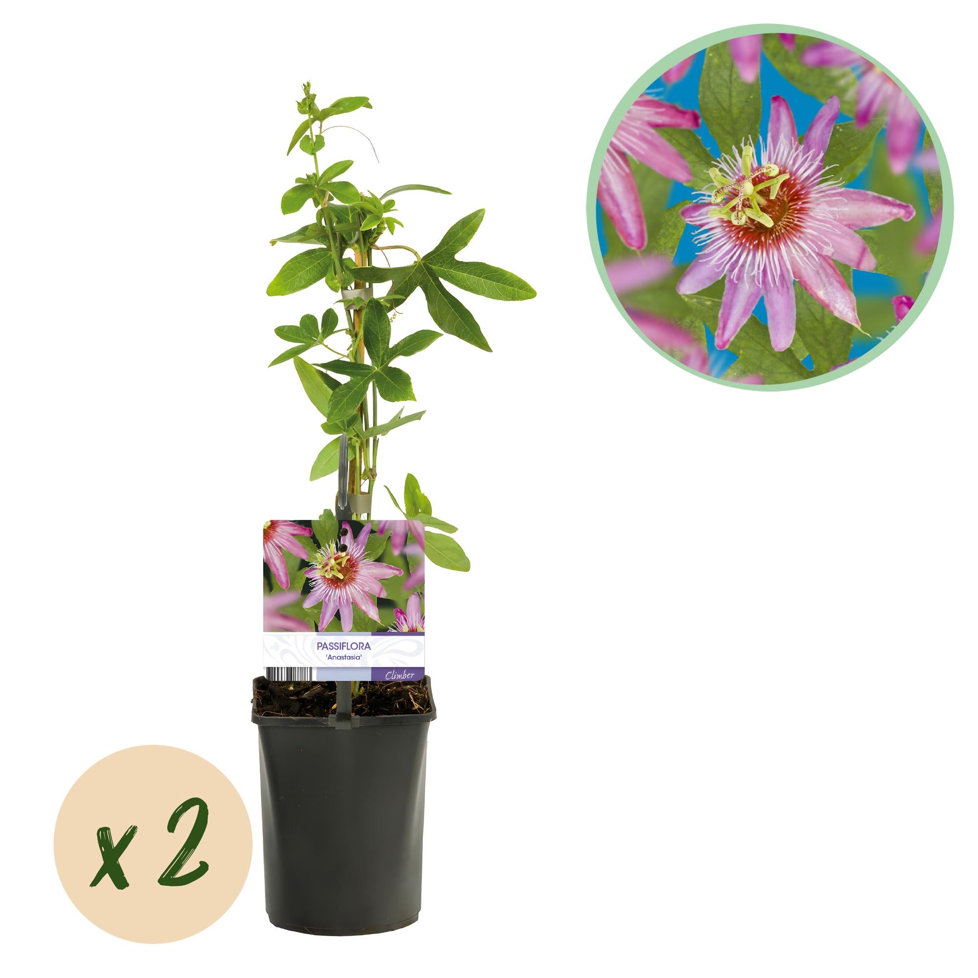 Green boutiQ - Passiebloem - Passiflora Anastasia - Bloem Roze - Weinig onderhoud - 2 planten - Pot 11cm Hoogte 40cm 1 Green boutiQ - Passiebloem - Passiflora Anastasia - Bloem Roze - Weinig onderhoud - 2 planten - Pot 11cm Hoogte 40cm