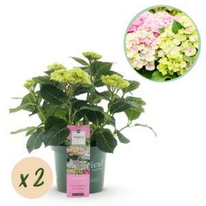 Kunstbloemen Solo - Dark Pink - Peonies - x 5 - 65cm 4 Green boutiQ - Terrasplant - Hortensia - Hydrangea Magical Jewel Pink - Roze - 6-10 Bloemen - 2 Planten - Pot 23cm Hoogte 55cm