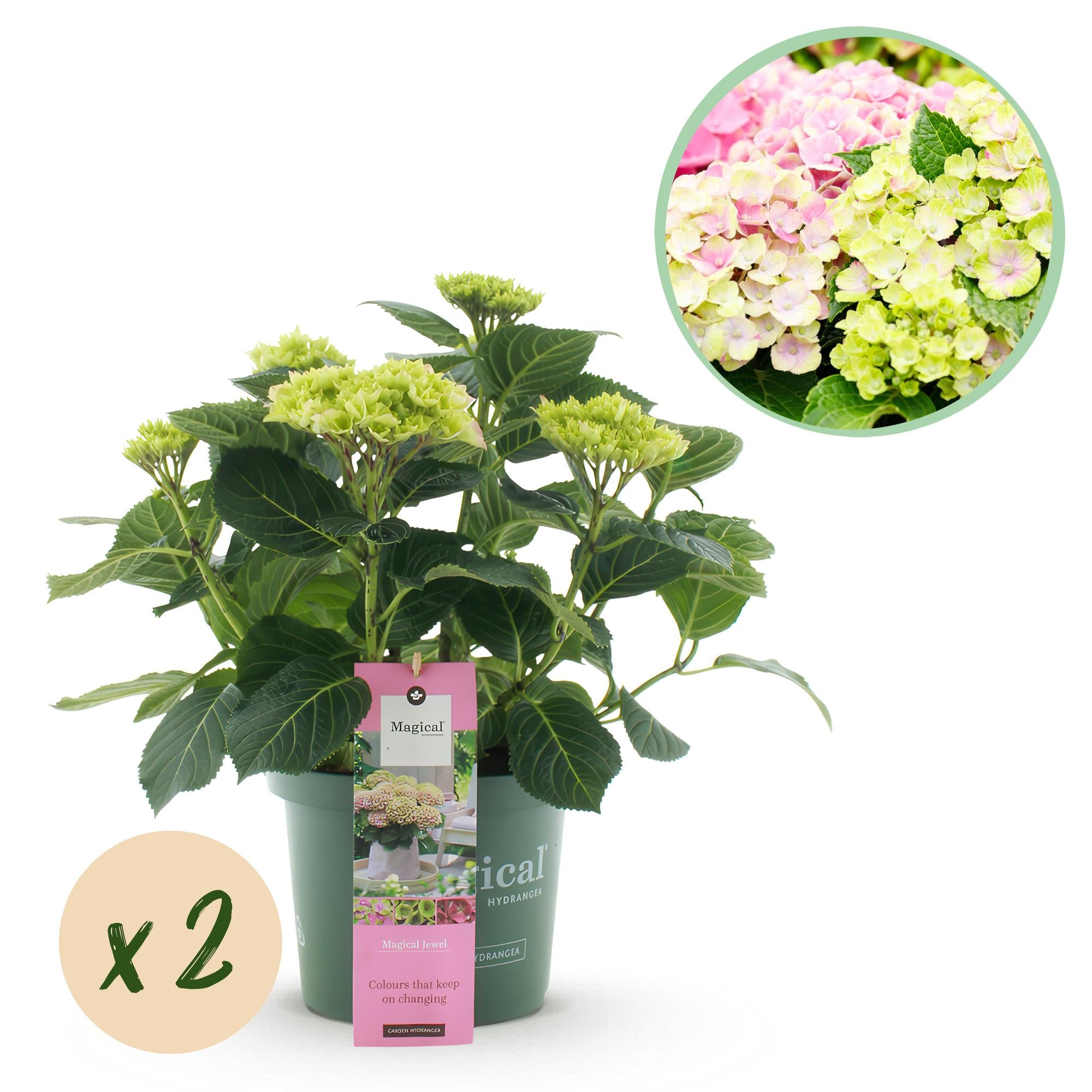 Green boutiQ - Terrasplant - Hortensia - Hydrangea Magical Jewel Pink - Roze - 6-10 Bloemen - 2 Planten - Pot 23cm Hoogte 55cm 1 Green boutiQ - Terrasplant - Hortensia - Hydrangea Magical Jewel Pink - Roze - 6-10 Bloemen - 2 Planten - Pot 23cm Hoogte 55cm