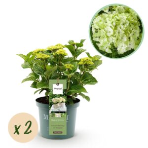 Kunstbloemen - Boeket XL - Electric Love - 90cm 3 Green boutiQ - Terrasplant - Hortensia - Hydrangea Magical Nobless - Wit - 6-10 Bloemen - 2 Planten - Pot 23cm Hoogte 55cm