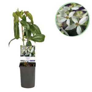 Kunstbloemen Solo - Dark Pink - Peonies - x 5 - 65cm 2 Green boutiQ - Klimplant - Clematis armandii - Bloem Wit - Groenblijvend - Weinig onderhoud - 1 plant Pot 11cm Hoogte 40cm
