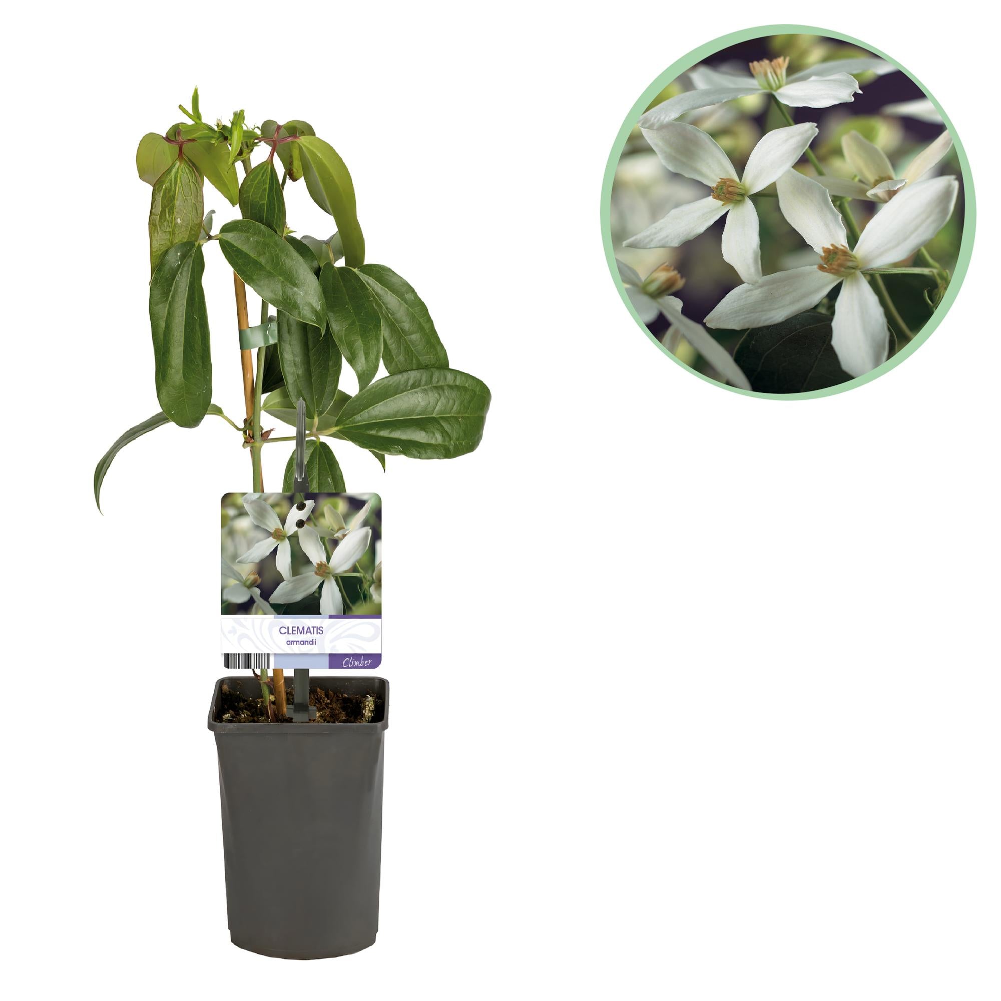 Green boutiQ - Klimplant - Clematis armandii - Bloem Wit - Groenblijvend - Weinig onderhoud - 1 plant Pot 11cm Hoogte 40cm 1 Green boutiQ - Klimplant - Clematis armandii - Bloem Wit - Groenblijvend - Weinig onderhoud - 1 plant Pot 11cm Hoogte 40cm