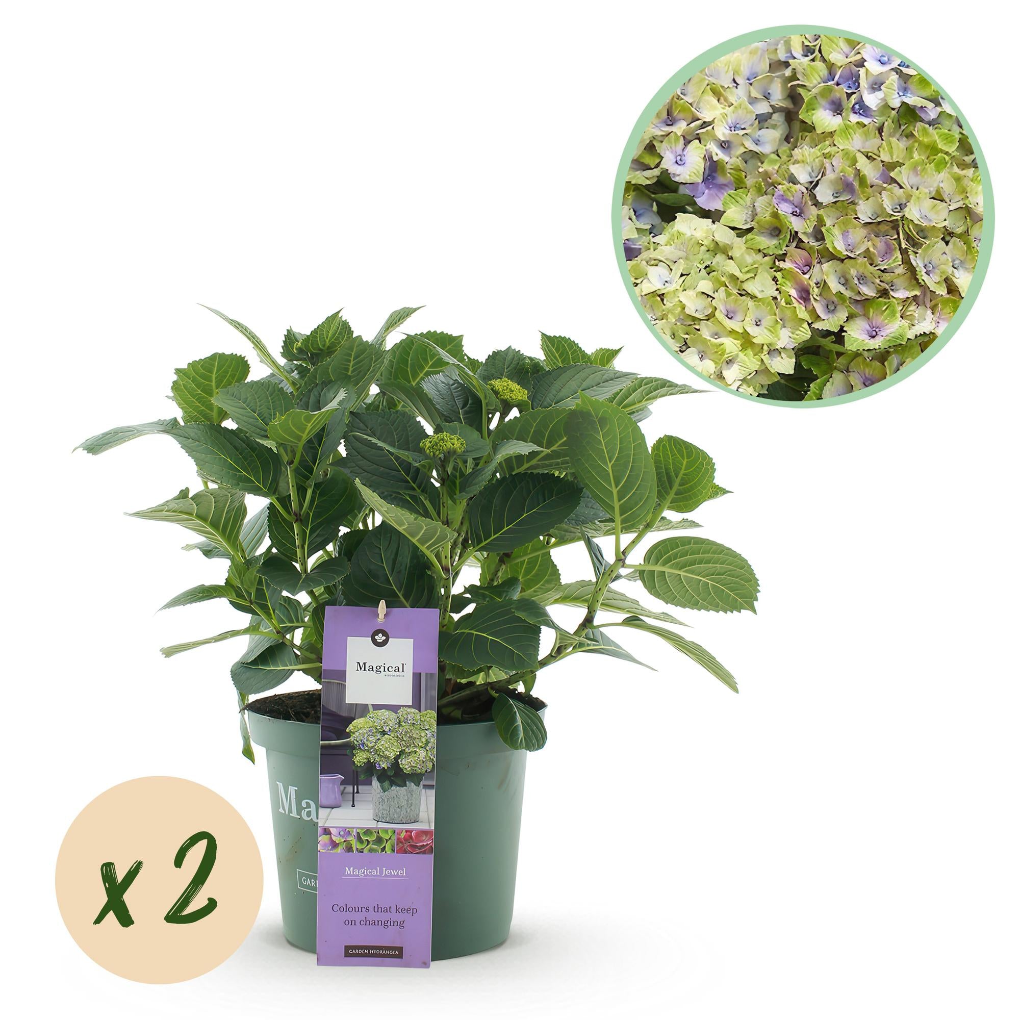 Green boutiQ - Terrasplant - Hortensia - Hydrangea Magical Jewel Blue - Blauw - 6-10 Bloemen - 2 Planten - Pot 23cm Hoogte 55cm 1 Green boutiQ - Terrasplant - Hortensia - Hydrangea Magical Jewel Blue - Blauw - 6-10 Bloemen - 2 Planten - Pot 23cm Hoogte 55cm