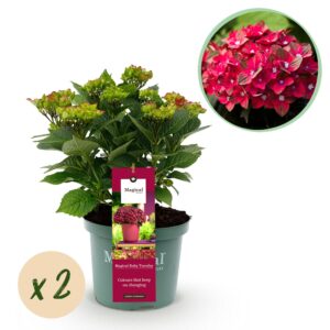Kunstbloemen - Boeket XL - Electric Love - 90cm 5 Green boutiQ - Terrasplant - Hortensia - Hydrangea Magical Teusday & Saphire - Rood - 6-10 Bloemen - 2 Planten - Pot 23cm Hoogte 55cm