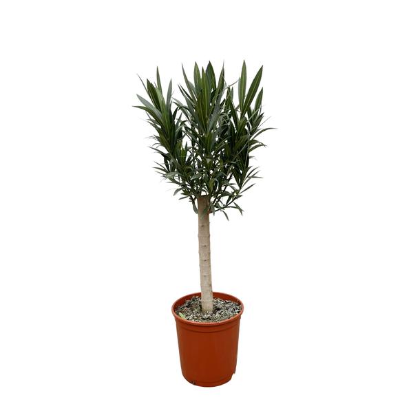 Nerium Oleander op stam met rode bloem - 110cm - Ø22 1 Nerium Oleander op stam met rode bloem - 110cm - Ø22